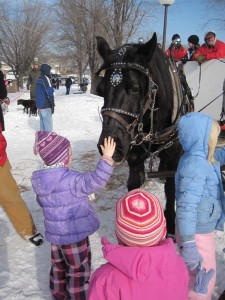 Photo Horses being pet by guests